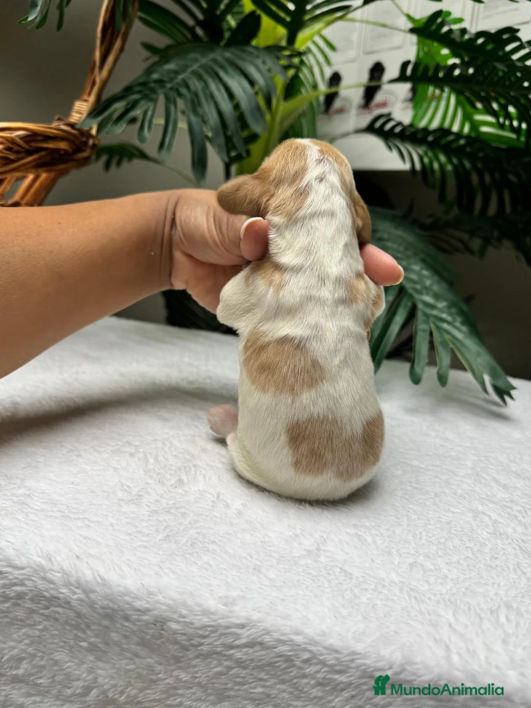 Cocker Spaniel Inglés perros en venta: COCKER SPANIEL INGLÉS  - Anuncio 2
