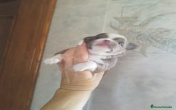 Chihuahua perros en venta: CHIHUAHUA TOY MACHO  - Imagen 9