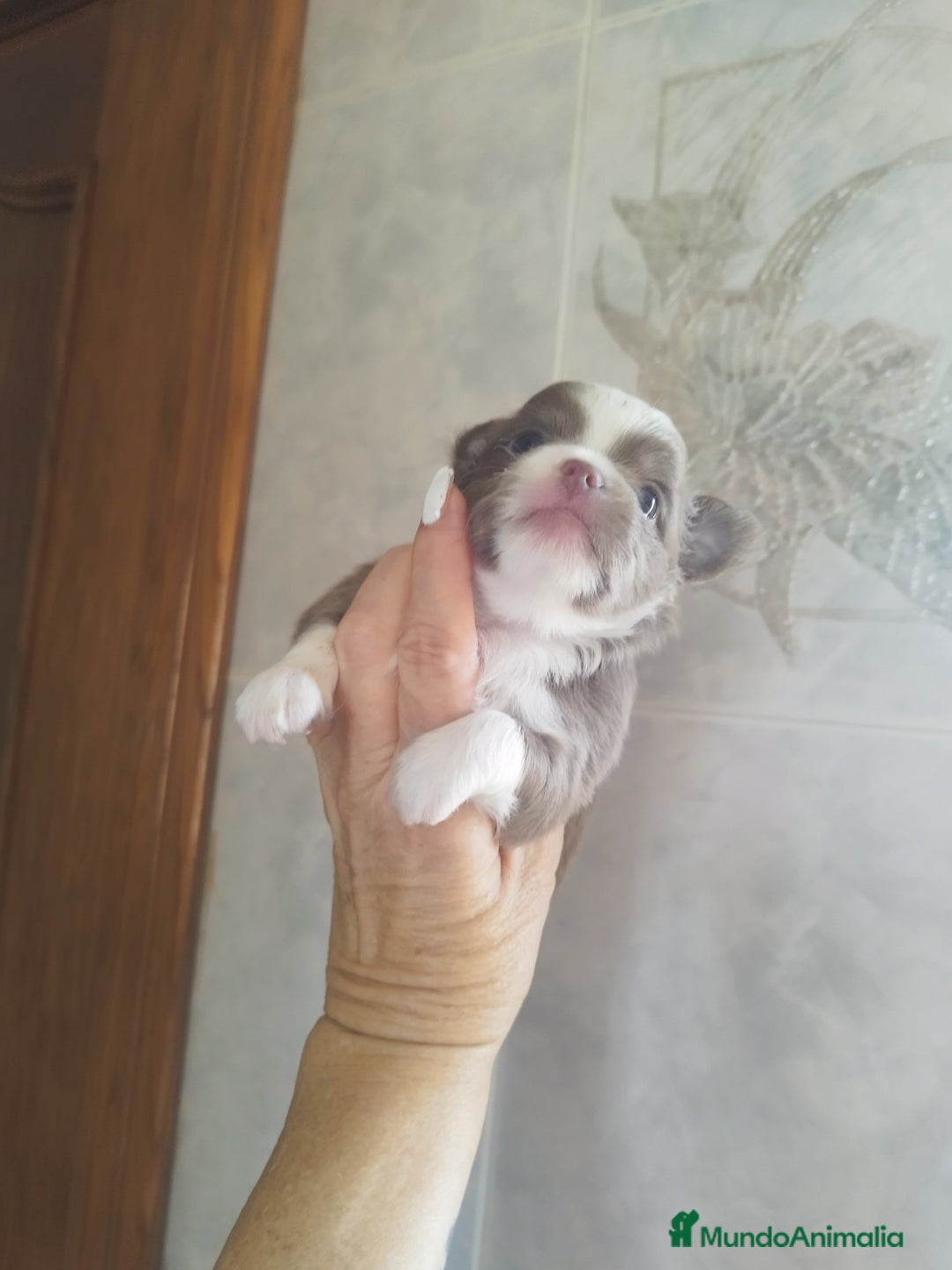 Chihuahua perros en venta: CHIHUAHUA TOY MACHO  - Imagen 9