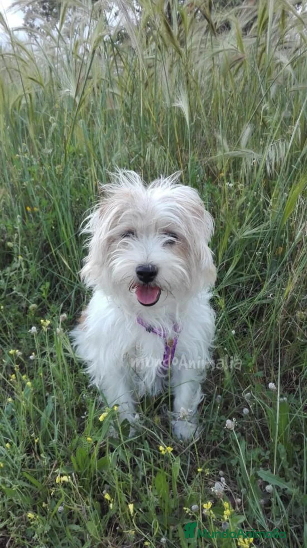 Imagen de galería {{count}}