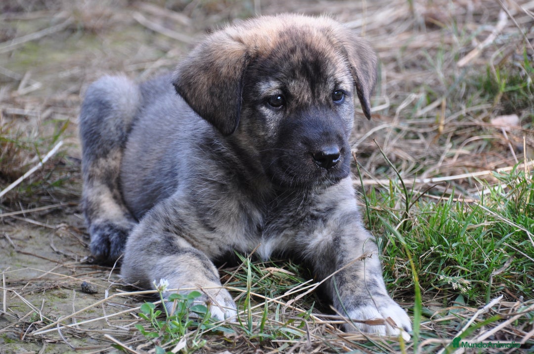 Mastín Español perros en venta: Cachorros de Mastin Español Ganadero Autóctono - Imagen 6