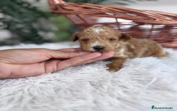 Caniche Toy perros en venta: CANICHE TOY MACHOS - Imagen 6