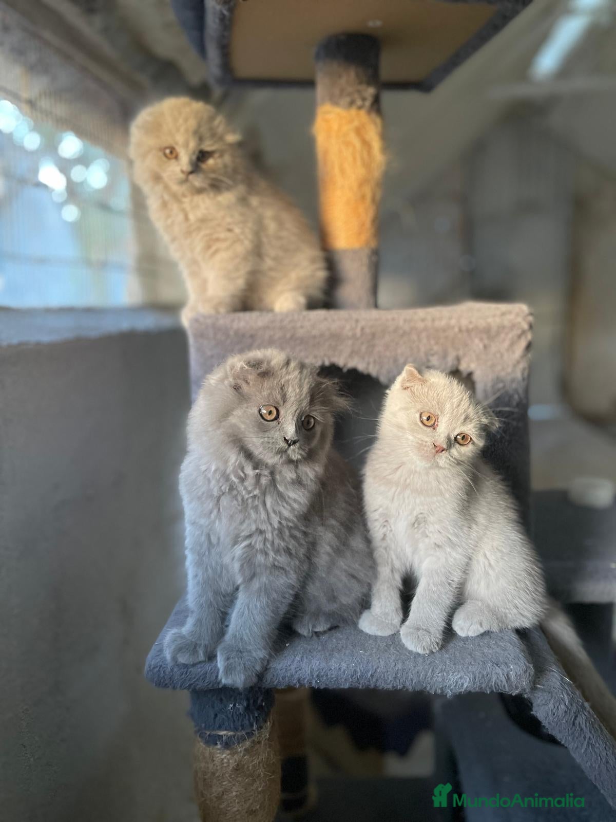Scottish Fold gatos camada de scottis fold longhair y shorthair - Anuncio 2