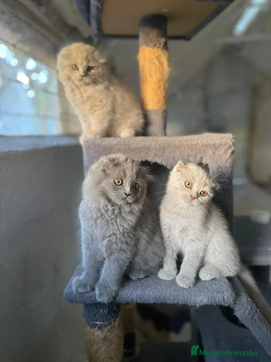 Scottish Fold gatos en venta: camada de scottis fold longhair y shorthair - Anuncio 2