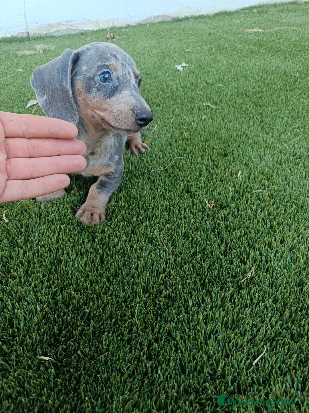 Teckel Miniatura perros en venta: Último machito de la camada Teckel Arlequin Blue - Anuncio 2