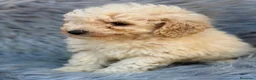 Caniche Toy perros en venta: Caniche Toy  - Anuncio 7