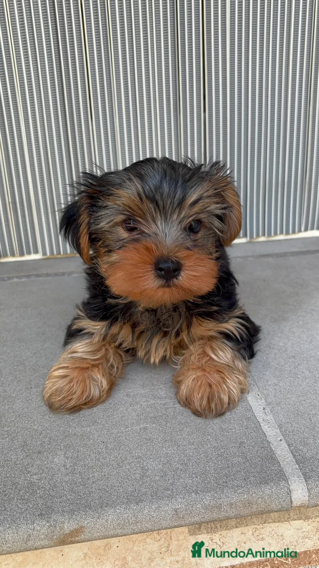 Yorkshire Terrier perros en venta: PRECIOSOS YORKSHIRE 🐾 - Anuncio 2