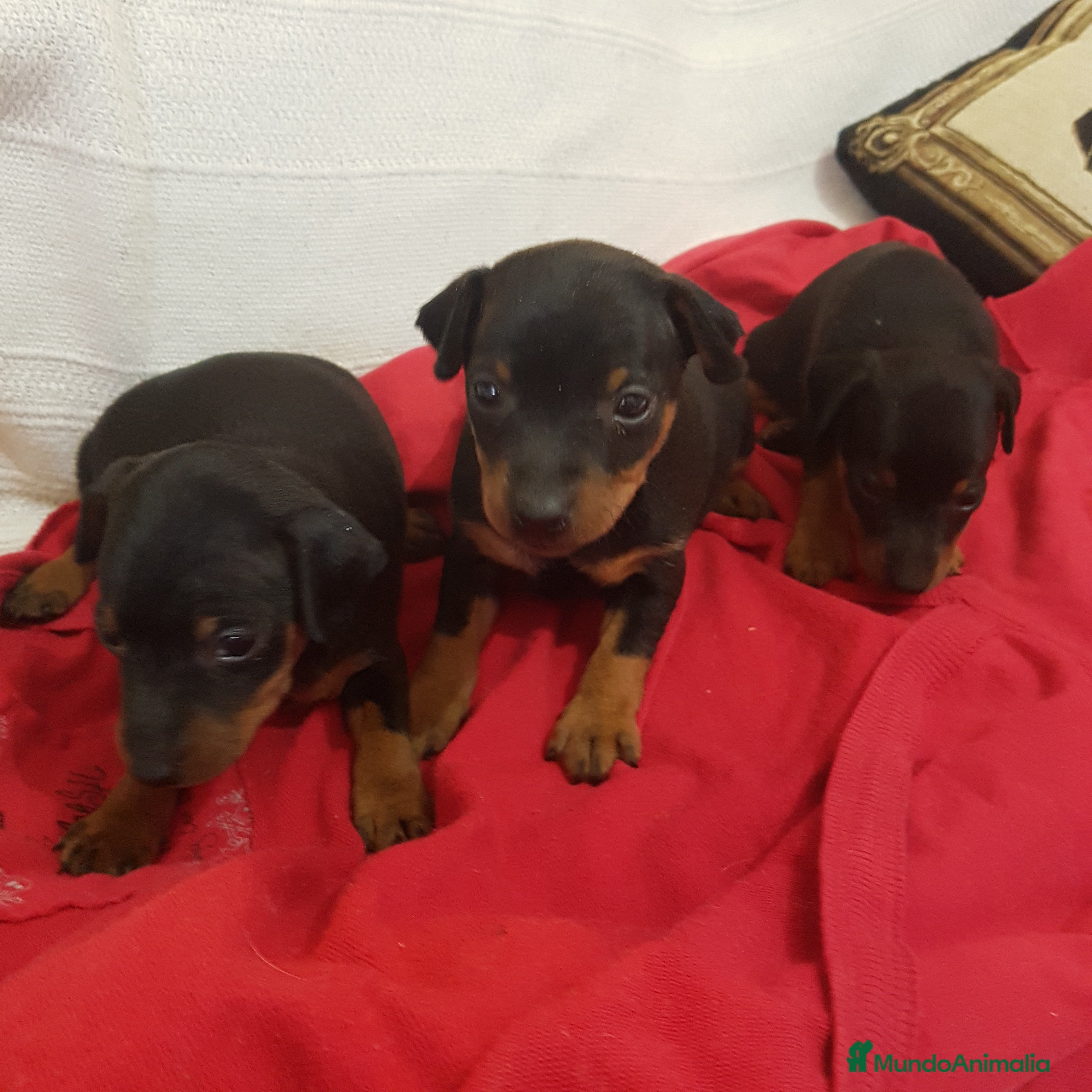 Pinscher Miniatura perros Pinscher mini machitos (belleza) - Anuncio 2
