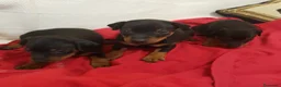 Pinscher Miniatura perros en venta: Pinscher mini machitos (belleza) - Anuncio 2