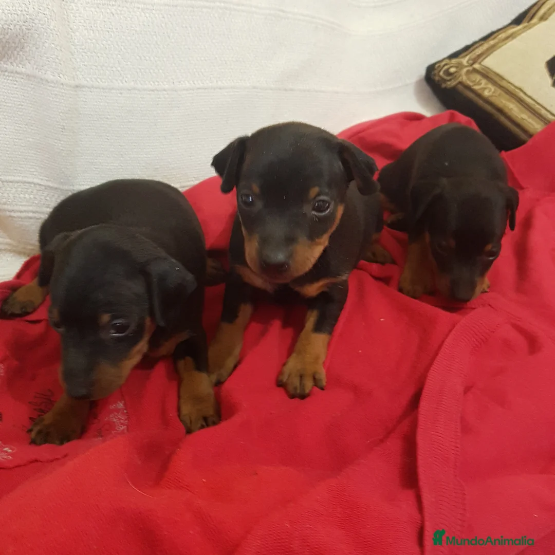Pinscher Miniatura perros en venta: Pinscher mini machitos (belleza) - Anuncio 2