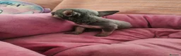 Chihuahua perros en venta: Chihuahua Toy Blue - Anuncio 4