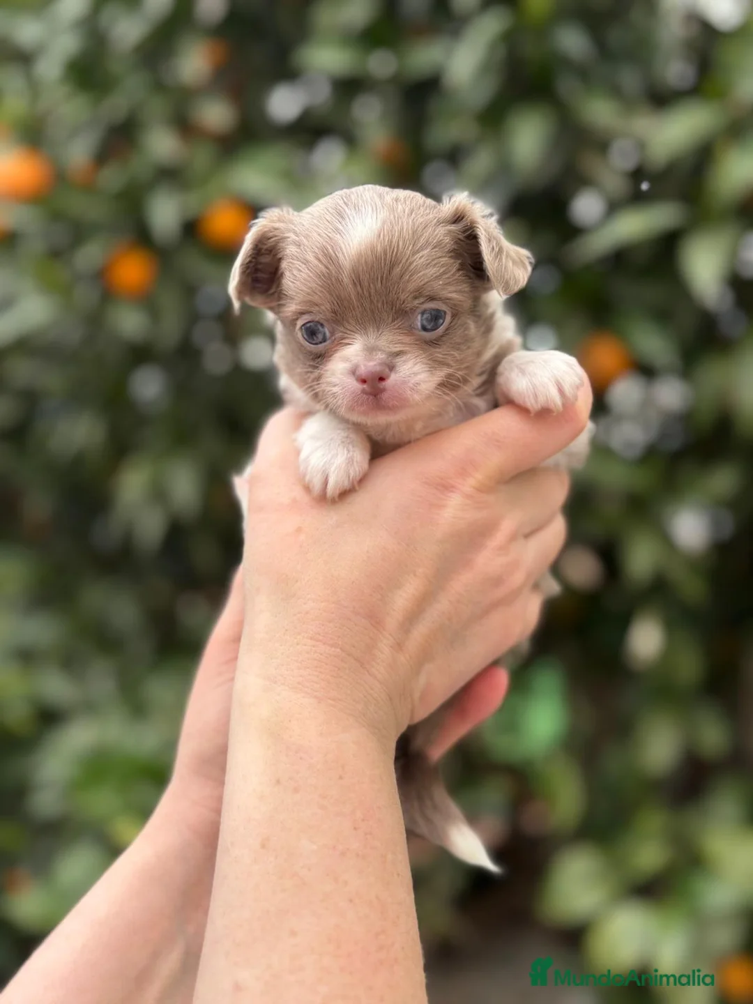 Chihuahua perros en venta: Macho pelo largo línea rusa  - Anuncio 1