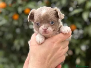 Chihuahua perros Macho pelo largo línea rusa - Anuncio 1