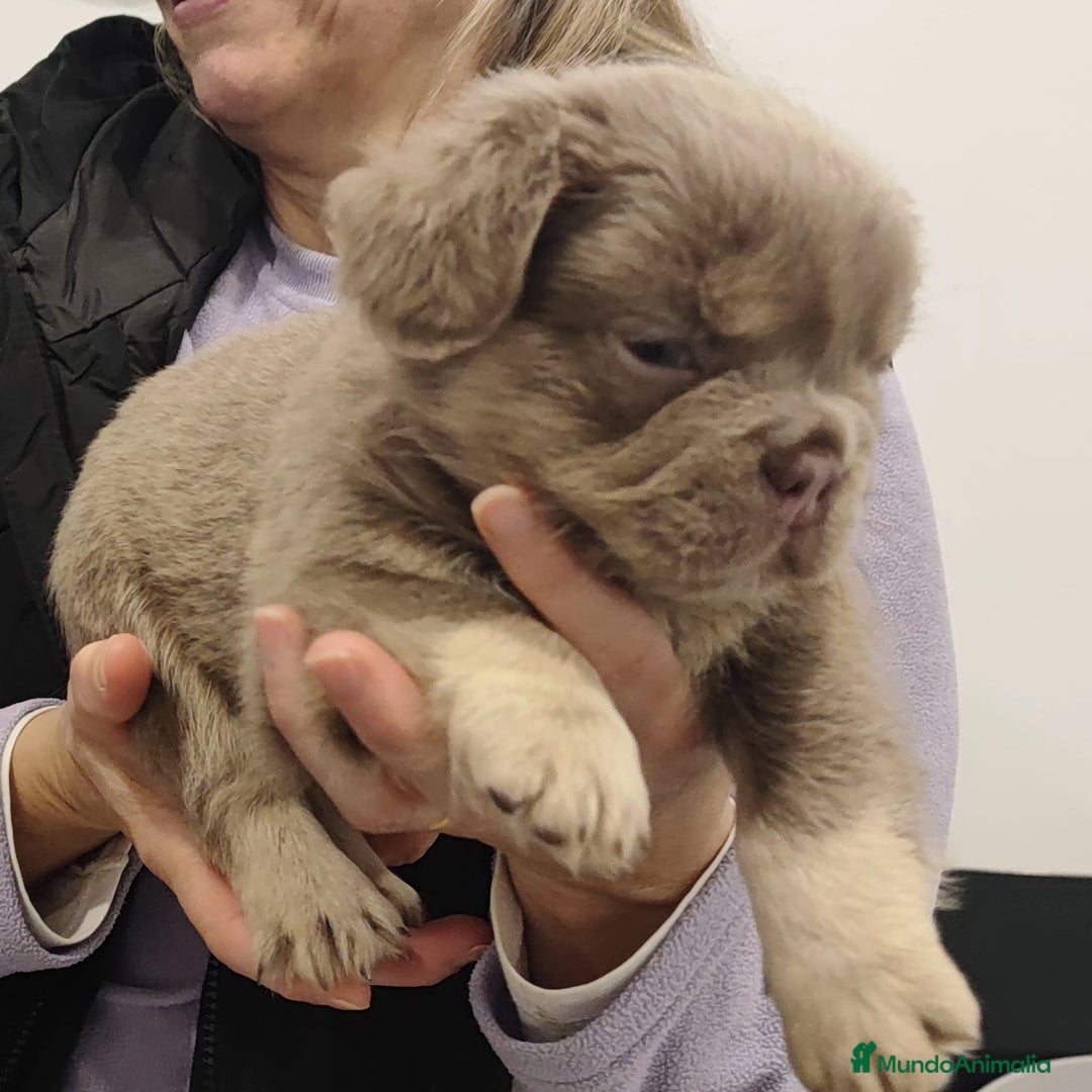 Bulldog Francés perros en venta: Bulldog Frances Fluffy cachorros impresionantes  - Imagen 7