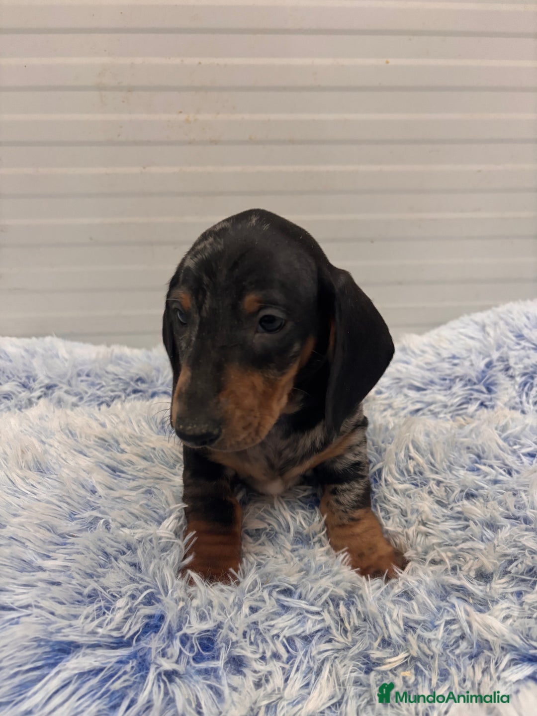 Teckel perros en venta: TECKEL STANDARD - Anuncio 10