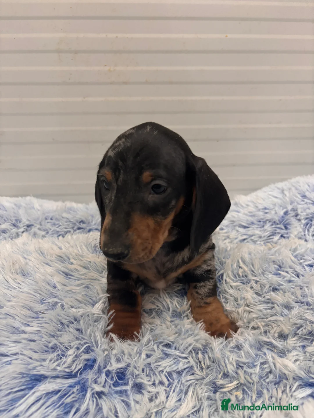 Teckel perros en venta: TECKEL STANDARD - Anuncio 10