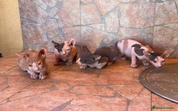 Sphynx gatos en venta: Cachorros de gato sphynx  - Imagen 4