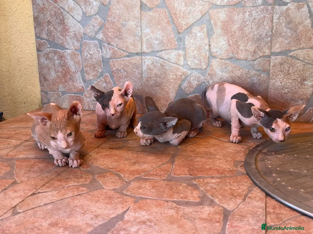 Sphynx gatos en venta: Cachorros de gato sphynx  - Imagen 4
