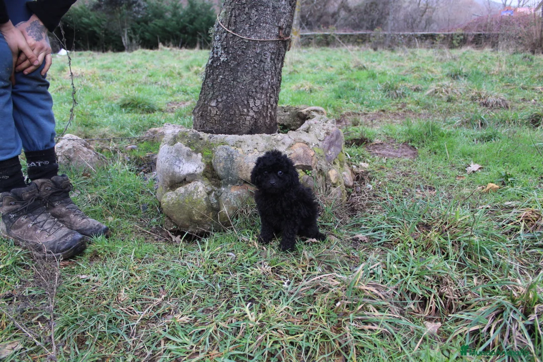 Caniche Enano perros en venta: Caniche enano macho negro  - Anuncio 1