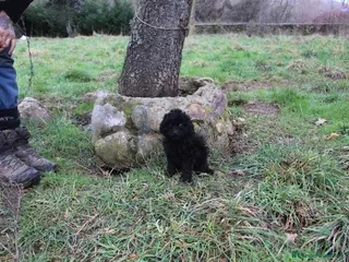 Caniche Enano perros Caniche enano macho negro - Anuncio 1