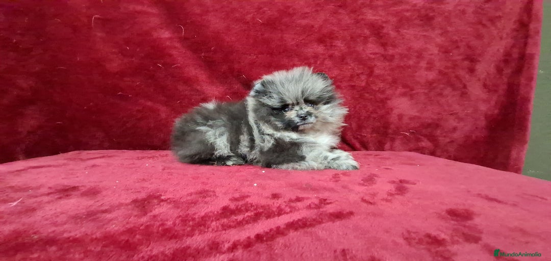 Imagen de galería {{count}}