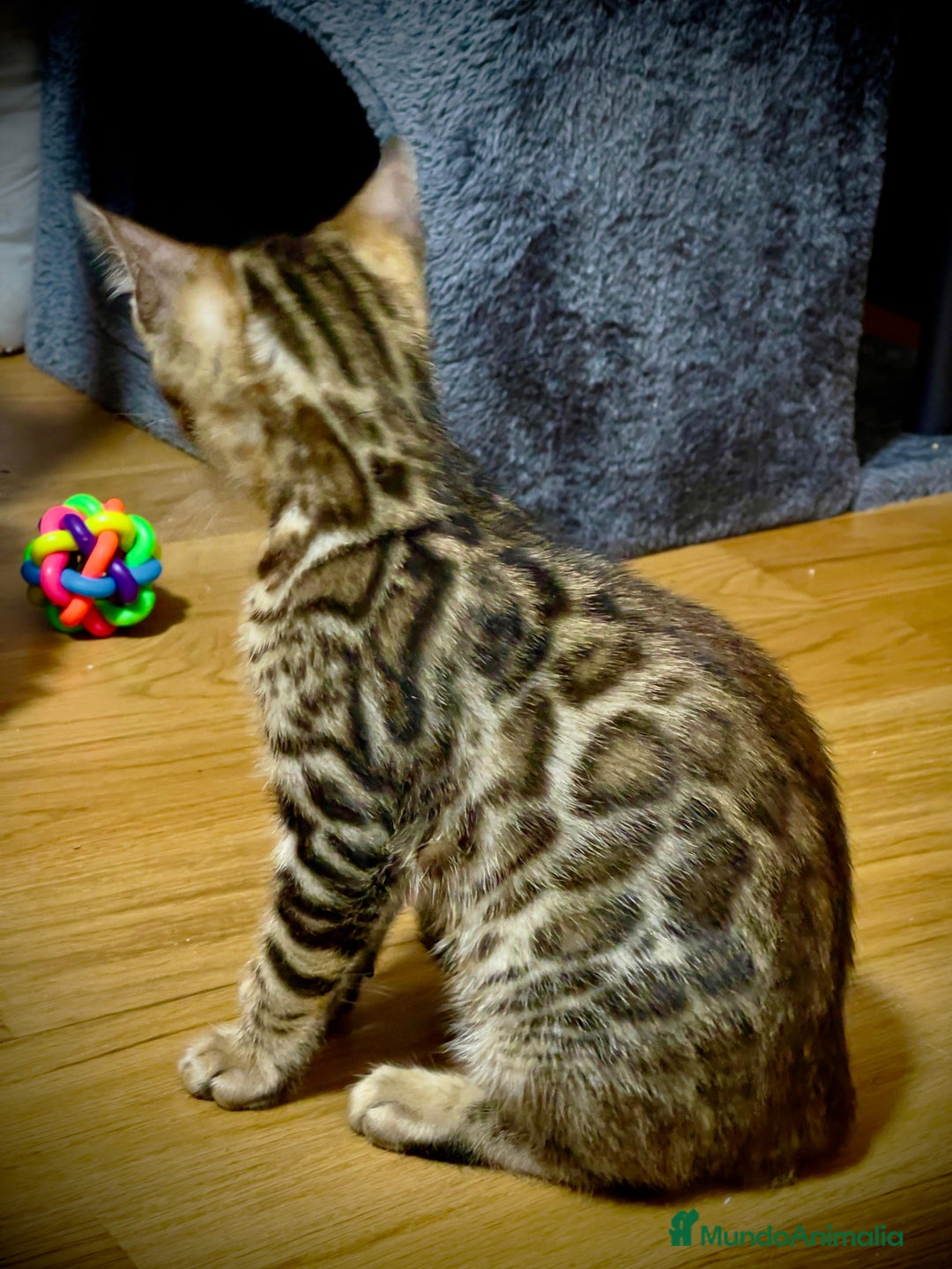 Bengalí gatos en venta: Preciosa Hembra Bengal - Anuncio 2