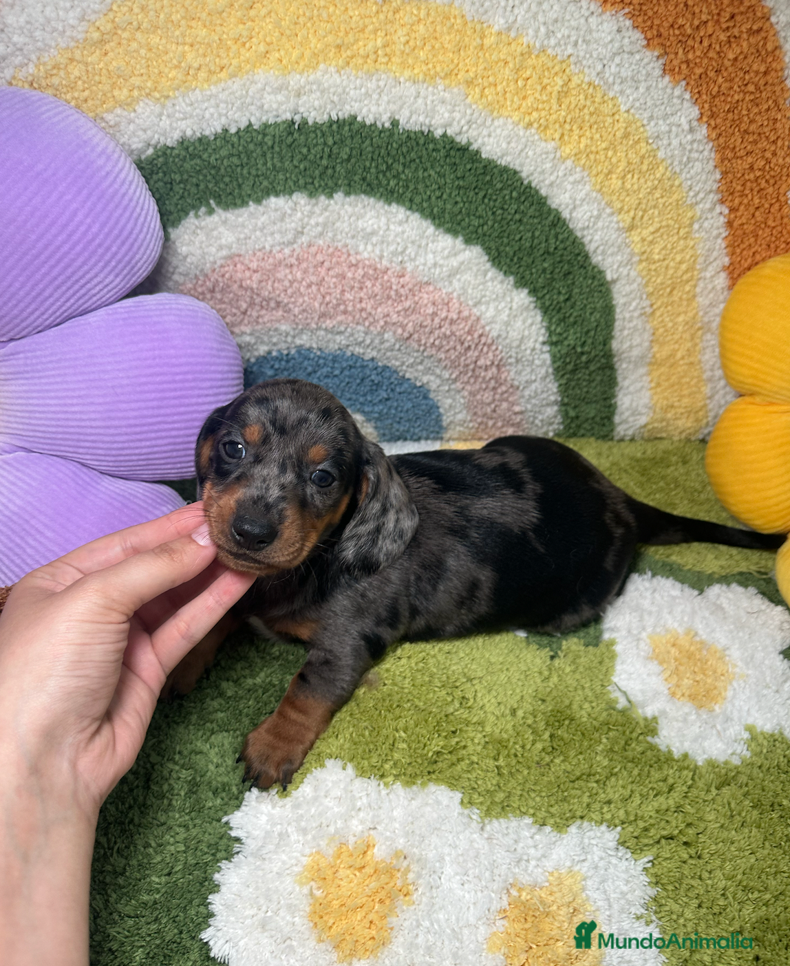 Teckel Miniatura perros Teckel Kaninchen Negro y Fuego - Anuncio 1