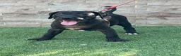 American Pit Bull Terrier perros en venta: Cachorra auténtica APBT - Anuncio 10