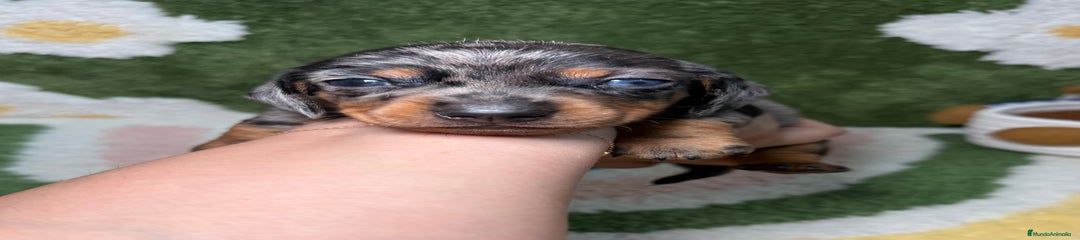 Teckel Miniatura Cachorro 1