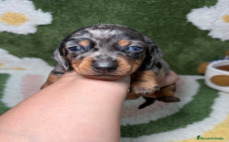 Teckel Miniatura perros - Propaganda 3
