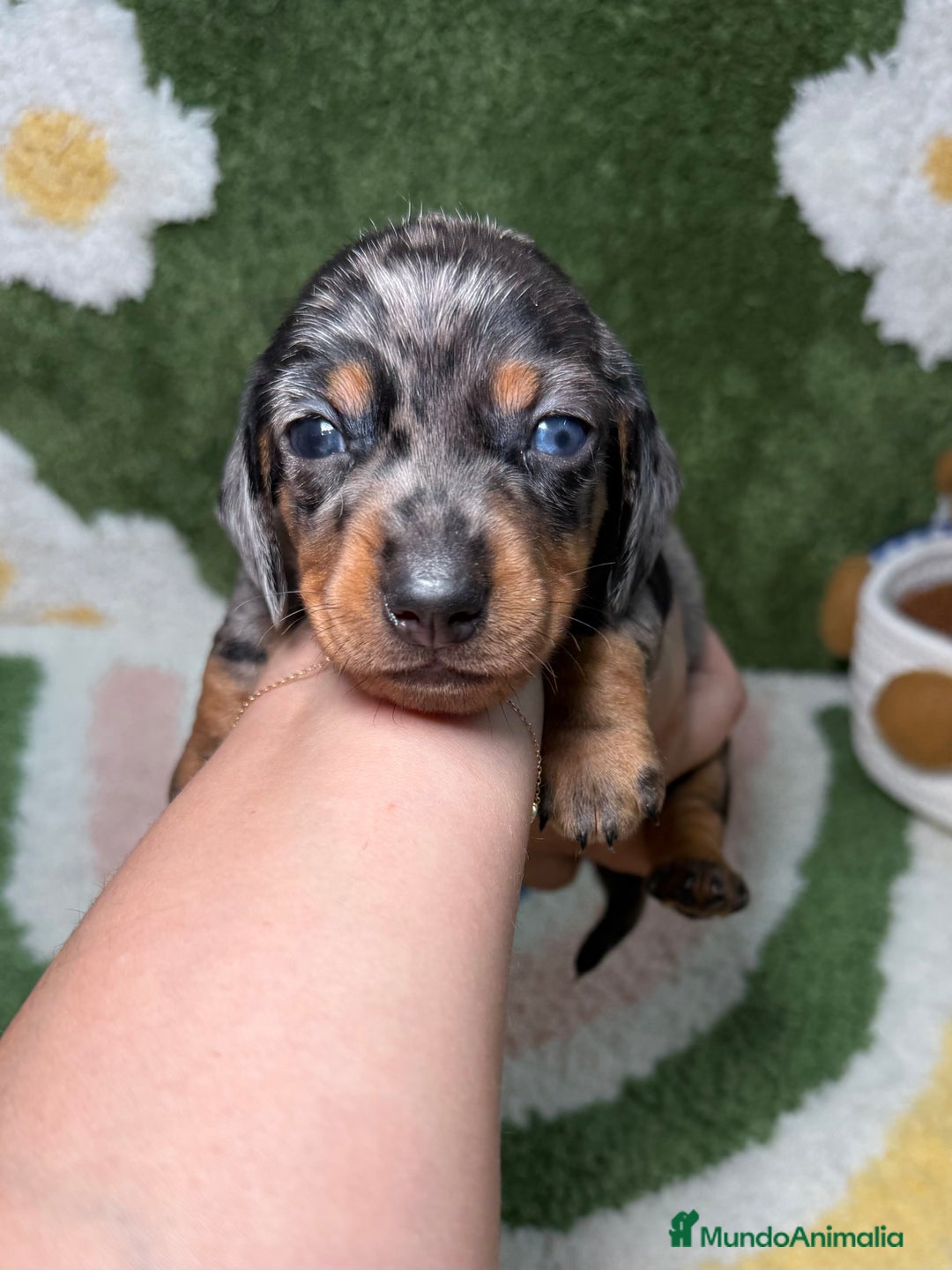 Teckel Miniatura perros en venta: Teckel Kaninchen Ojo azul Arlequin - Imagen 1