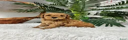 Caniche Enano perros en venta: CANICHE ENANO - Anuncio 13