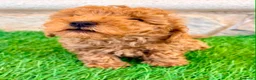 Caniche Toy perros en venta: Caniche toy roja - Anuncio 20