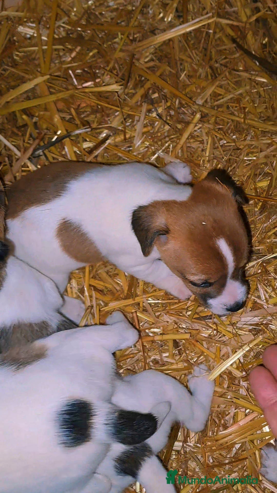 Jack Russell Terrier perros Jack russell  - Anuncio 11