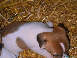 Jack Russell Terrier perros Jack russell - Anuncio 1