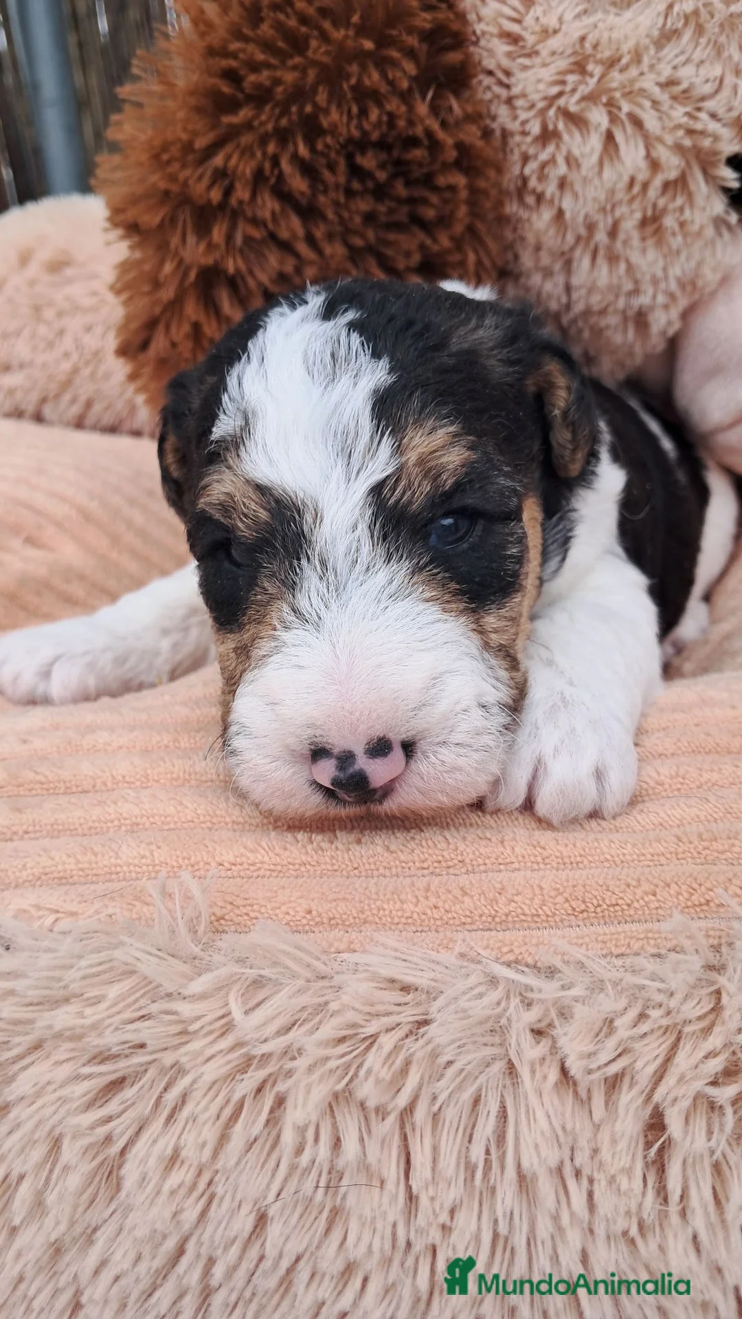Fox Terrier de Pelo Duro perros en venta: Bebés Foxterrier de pelo duro Machos  - Anuncio 2