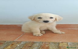 Golden Retriever perros en venta: Golden Retriever  - Imagen 2