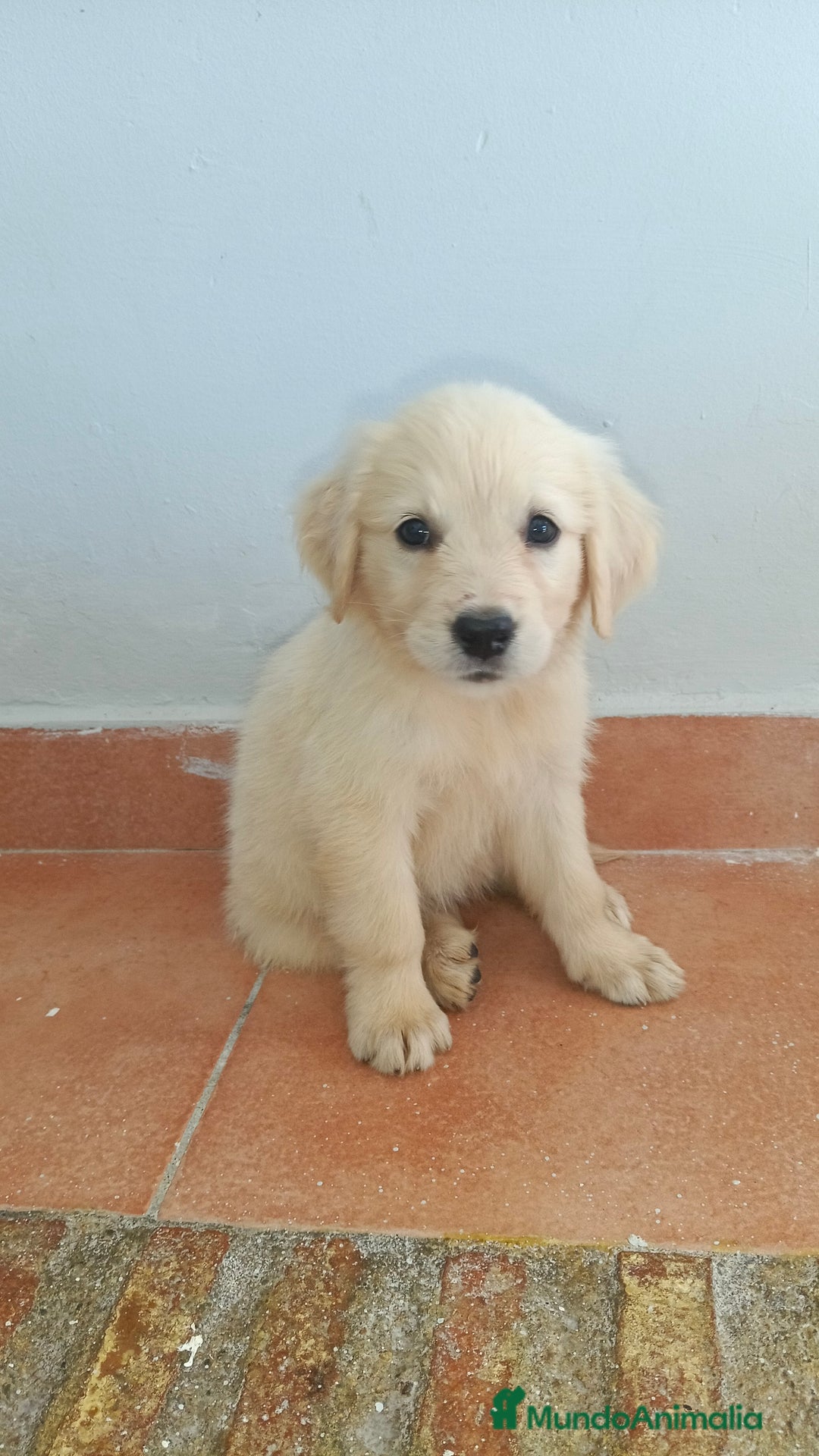 Golden Retriever perros en venta: Golden Retriever  - Imagen 2