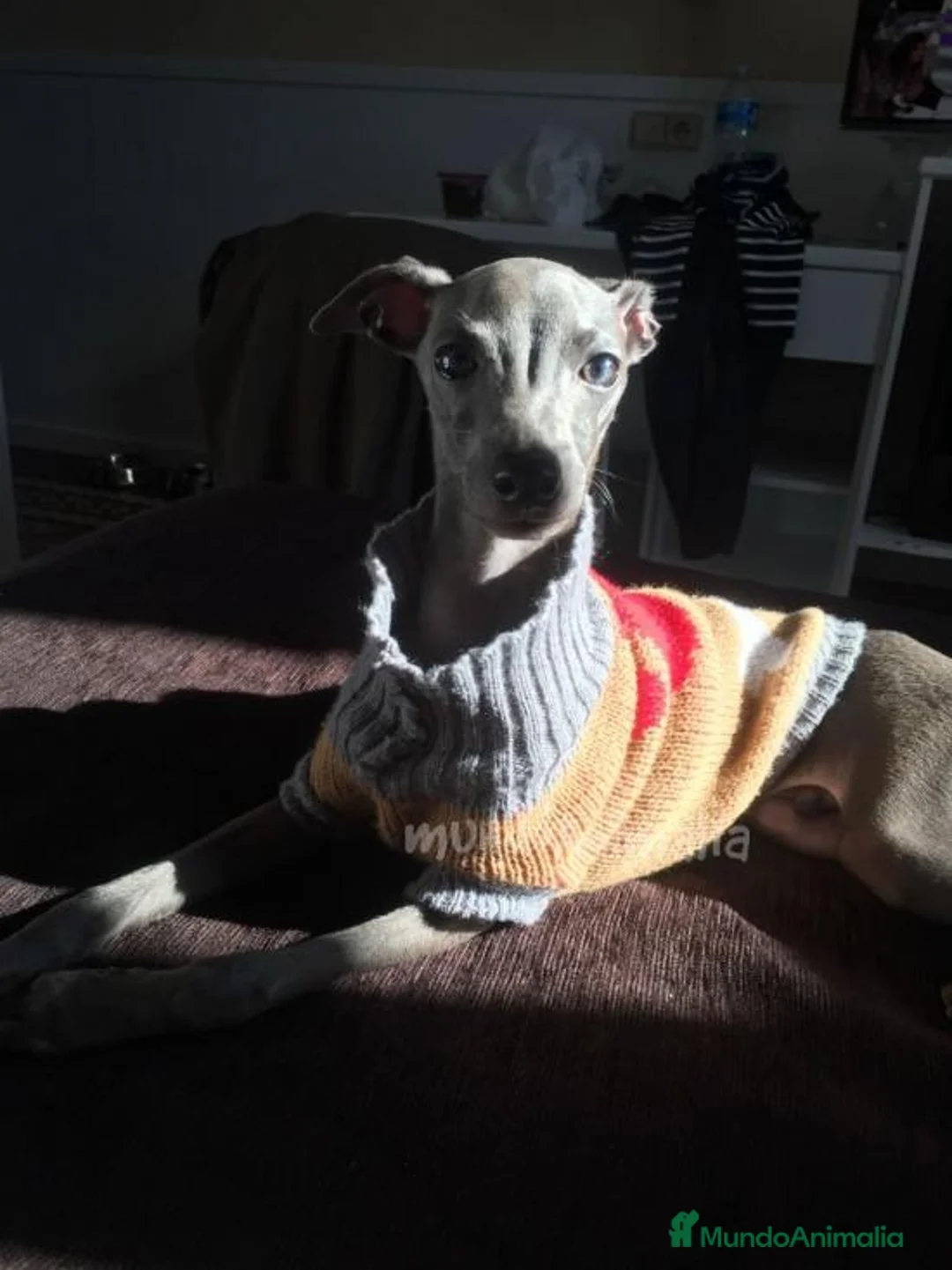 Imagen de galería {{count}}