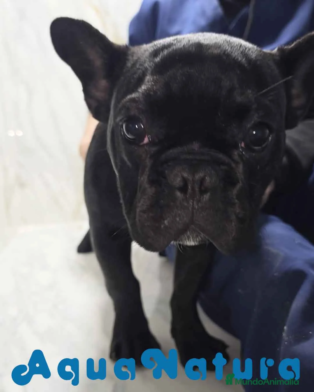 Bulldog Francés perros en venta: Bulldog Frances Macho 2434 AQUANATURA - Anuncio 2