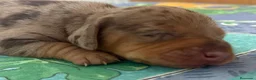 Teckel Miniatura perros en venta: teckel merle criadero garantias pura raza valencia - Anuncio 3