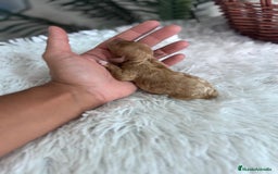 Caniche Toy perros en venta: CANICHE TOY HEMBRA - Imagen 3