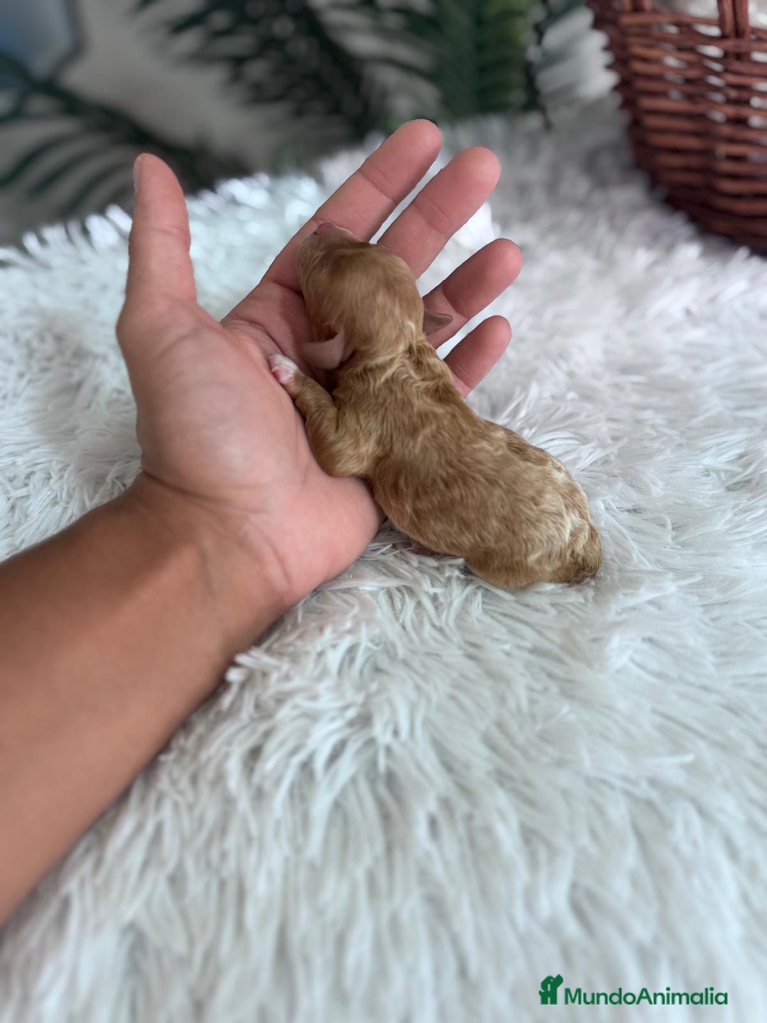 Caniche Toy perros en venta: CANICHE TOY HEMBRA - Imagen 3