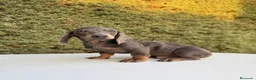 Teckel Miniatura perros en venta: Teckel Miniatura isabela - Anuncio 5