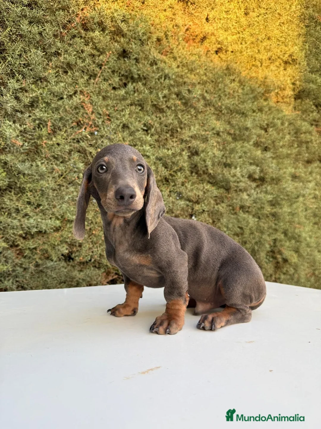 Teckel Miniatura perros en venta: Teckel Miniatura isabela - Anuncio 5