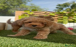 Caniche Toy perros en venta: CANICHE TOY MACHOS - Imagen 20