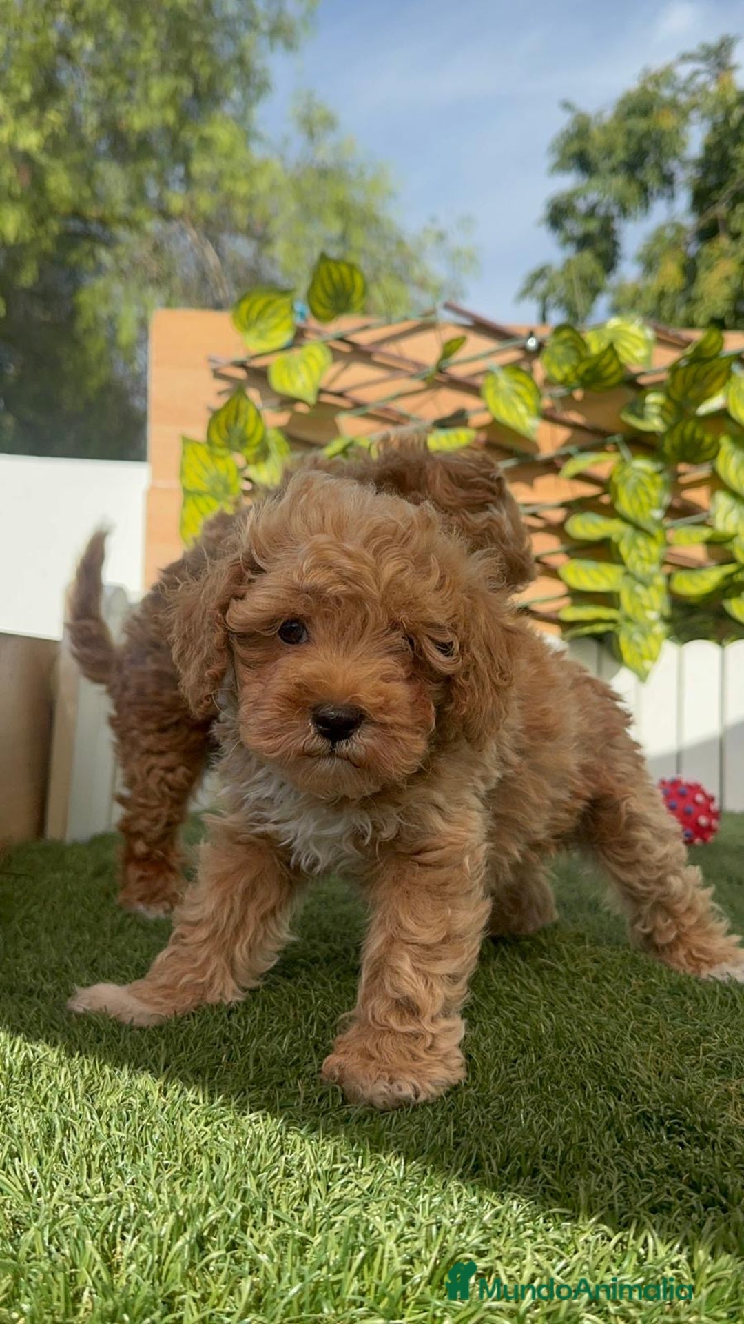 Caniche Toy perros en venta: CANICHE TOY MACHOS - Imagen 20