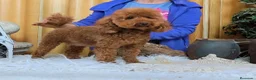 Maltipoo perros en venta: Maltipoo hembras  - Anuncio 5
