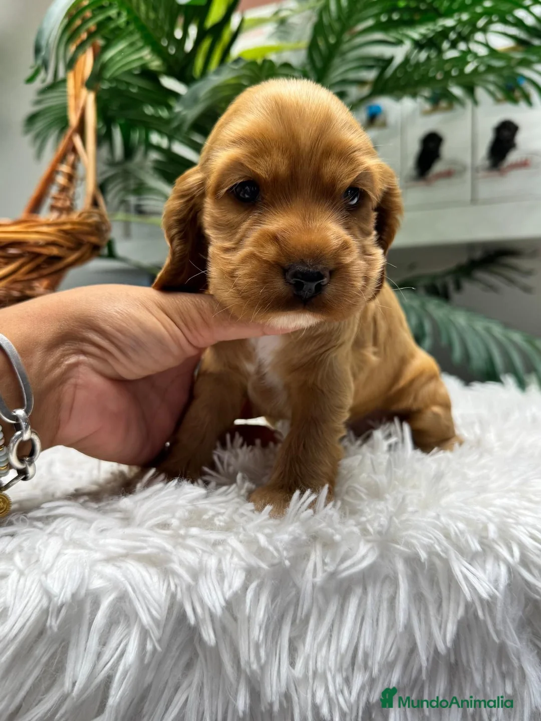 Cocker Spaniel Inglés perros en venta: COCKER HEMBRA  - Anuncio 2