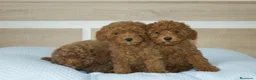 Caniche Toy perros en venta: CACHORROS DE CANICHE TOY ROJO - Anuncio 2